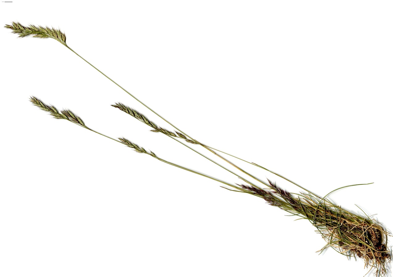 Festuca microphylla (Poaceae)